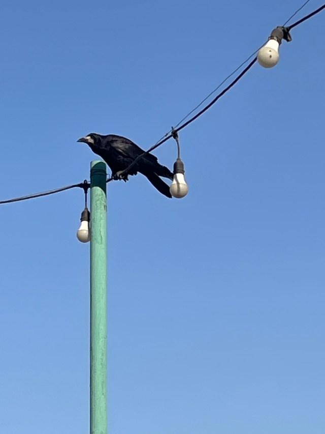Crow on a wire in Tashkent MrJohn